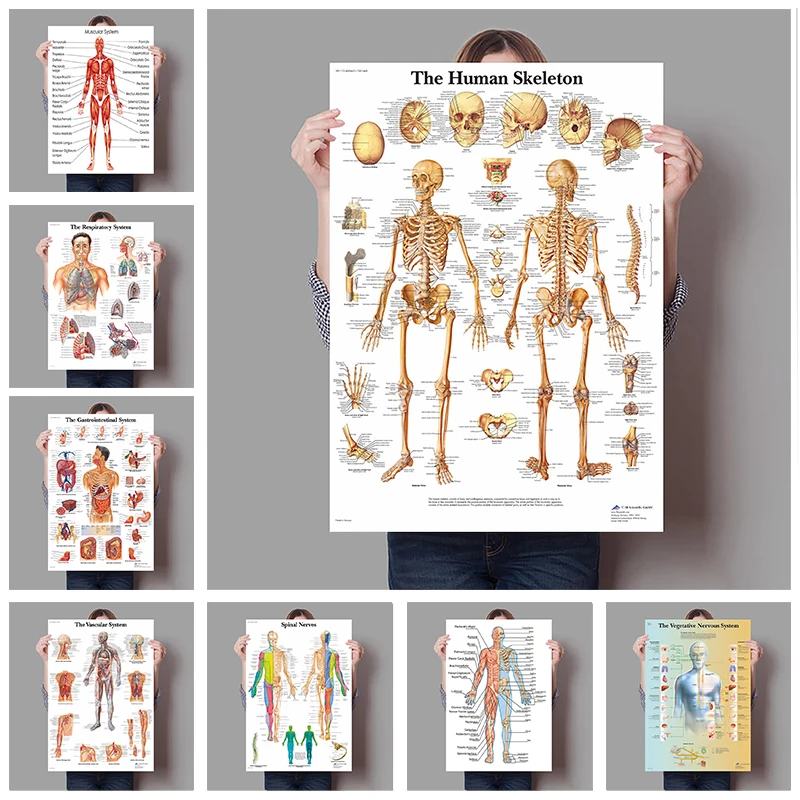 Badminton Poster - อวัยวะมนุษย์สมองตับหัวใจ Anatomy พิมพ์โปสเตอร์ภาพวาดผ้าใบ Human Body แผนที่ห้องเรียนทางการแพทย์